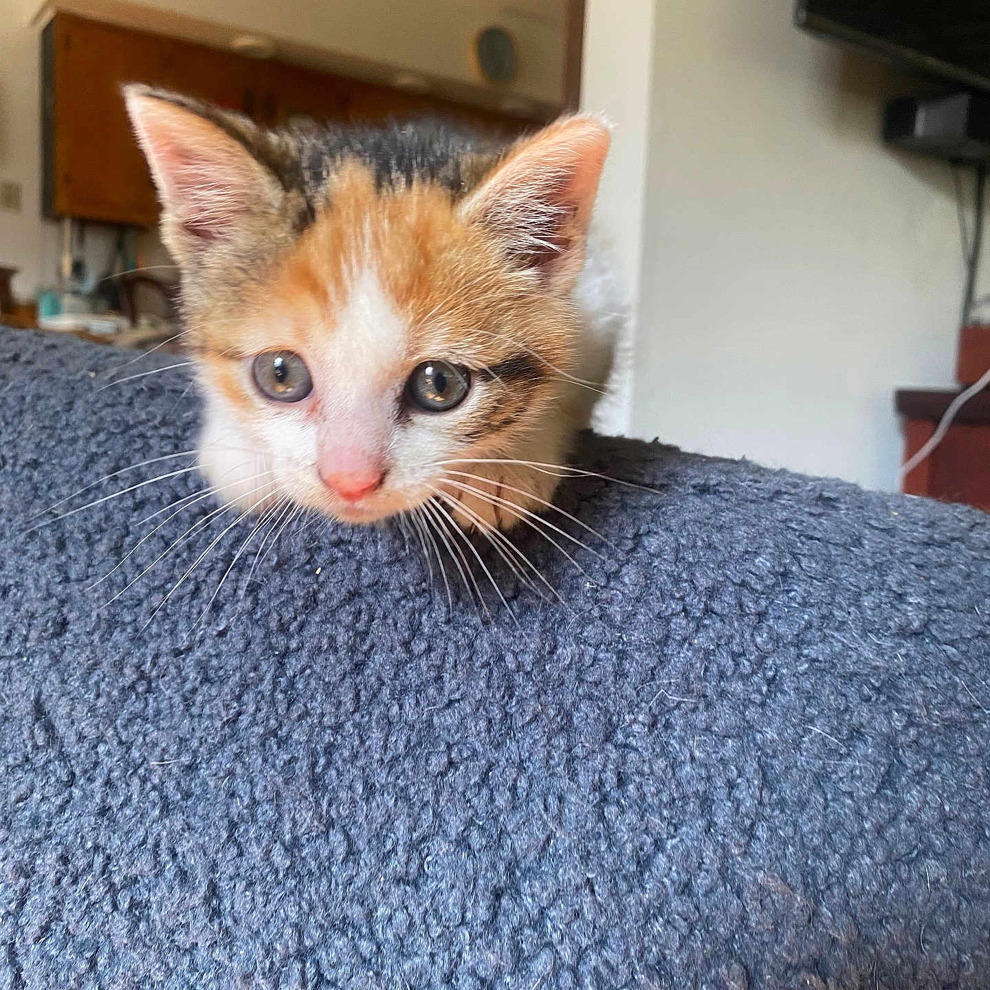 Cashew is registered to the contest to win money with this photo: kitten, cat, calico, pet, animal, cute, young, whiskers, ears, nose, fur, indoor, blanket, cozy, home, curious, closeup, texture, resting, soft