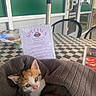 Cashew is registered to the contest to win money with this photo: kitten, cat, calico, blanket, table, checkered_table, menu, chair, outdoor_seating, window, glass_door, pizzeria, food_container, fork, sky, clouds, furniture, pet, cute, cozy