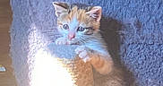 Cashew joined the competition — help win amazing prizes! kitten, cat, scratching_post, sunlight, blue_blanket, fur, pet, animal, cute, small, indoor, claw, climbing, feline, curious, young, cozy, soft, whiskers, playful