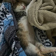 Cashew joined the competition — help win amazing prizes! kitten, sleeping, blanket, cozy, feline, resting, soft, patterned_blanket, comfort, cute, nap, fur, paw, indoor, relaxed, animal, warm, calm, pet, domestic