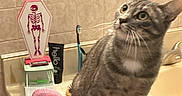 Pickle Chip is registered to the contest to win money with this photo: cat, tabby_cat, bathroom, towel, counter, sink, toothbrush, mirror, tile_wall, domestic, pet, curious, indoor, feline, household_item, decor, pink_towel, gray_cat, looking_up, small_animal