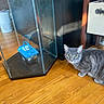 cat, fish_tank, fish_container, wooden_floor, furniture, gray_cat, green_eyes, indoor, pet, curious, glass, small_fish, container, reflection, home, animal, flooring, tank, cautious, light