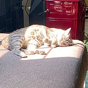 Pickle Chip joined the competition — help win amazing prizes! cat, tabby, sunlight, sleeping, cushion, indoor, relaxing, feline, pet, cozy, home, red_stove, floor, resting, warmth, fur, quiet, comfort, daylight, peaceful