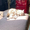 cat, tabby, sunlight, sleeping, cushion, indoor, relaxing, feline, pet, cozy, home, red_stove, floor, resting, warmth, fur, quiet, comfort, daylight, peaceful