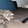 cat, gray_tabby, glasses, remote_control, couch, cushion, indoor, pet, sleeping, feline, furniture, relaxing, paw, ears, domestic_animal, living_room, resting, cozy, household_item, nap