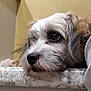 animal, calm, close_up, contemplative, dog, ears, fluffy, fur, household, indoor, looking_away, marble_countertop, nose, person_partial, pet, portrait, resting, side_view, snout, white_and_brown
