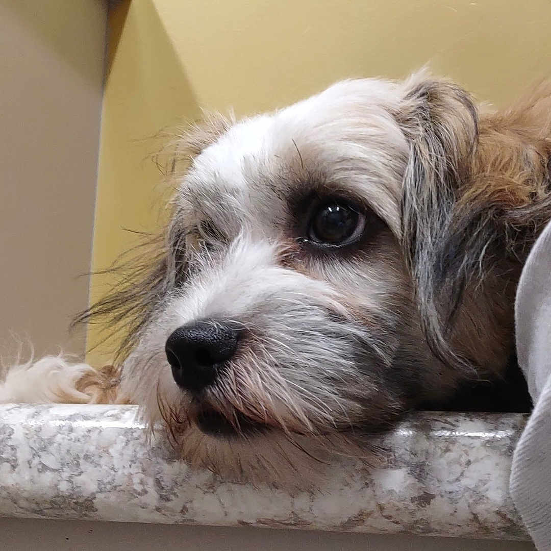 Buddy joined the competition — help win amazing prizes! animal, calm, close_up, contemplative, dog, ears, fluffy, fur, household, indoor, looking_away, marble_countertop, nose, person_partial, pet, portrait, resting, side_view, snout, white_and_brown