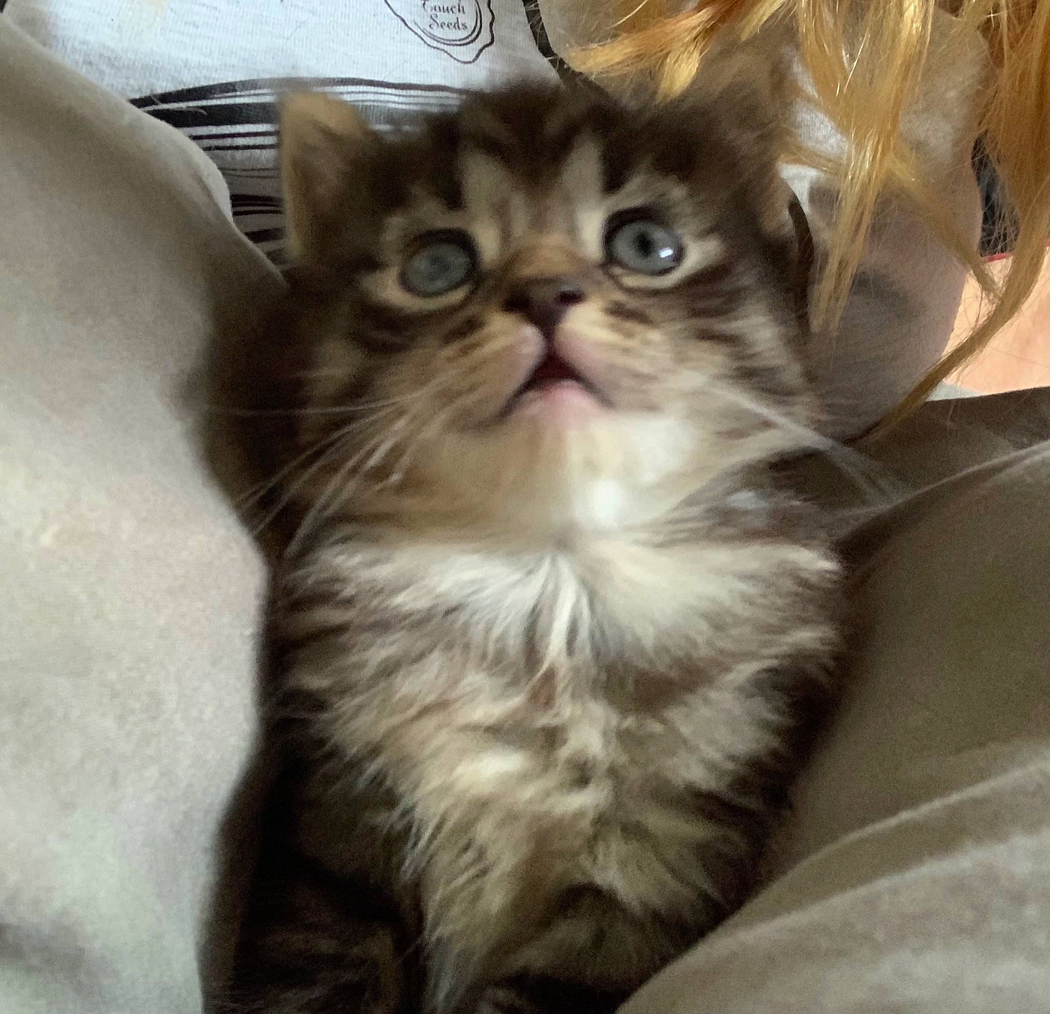 Cléo participe au concours pour gagner de l'argent avec cette photo : carnivore, cat, comfort, domestic_short_haired_cat, ear, fawn, felidae, fur, maine_coon, paw, small_to_medium_sized_cats, snout, terrestrial_animal, whiskers