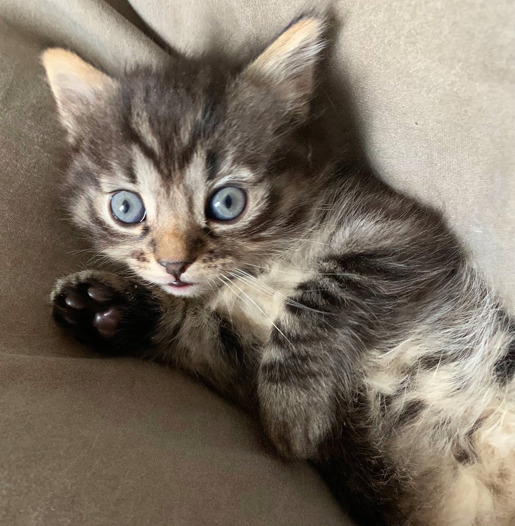 Cléo participe au concours pour gagner de l'argent avec cette photo : carnivore, cat, claw, comfort, domestic_short_haired_cat, felidae, fur, grey, paw, photo_caption, small_to_medium_sized_cats, snout, tail, whiskers, window