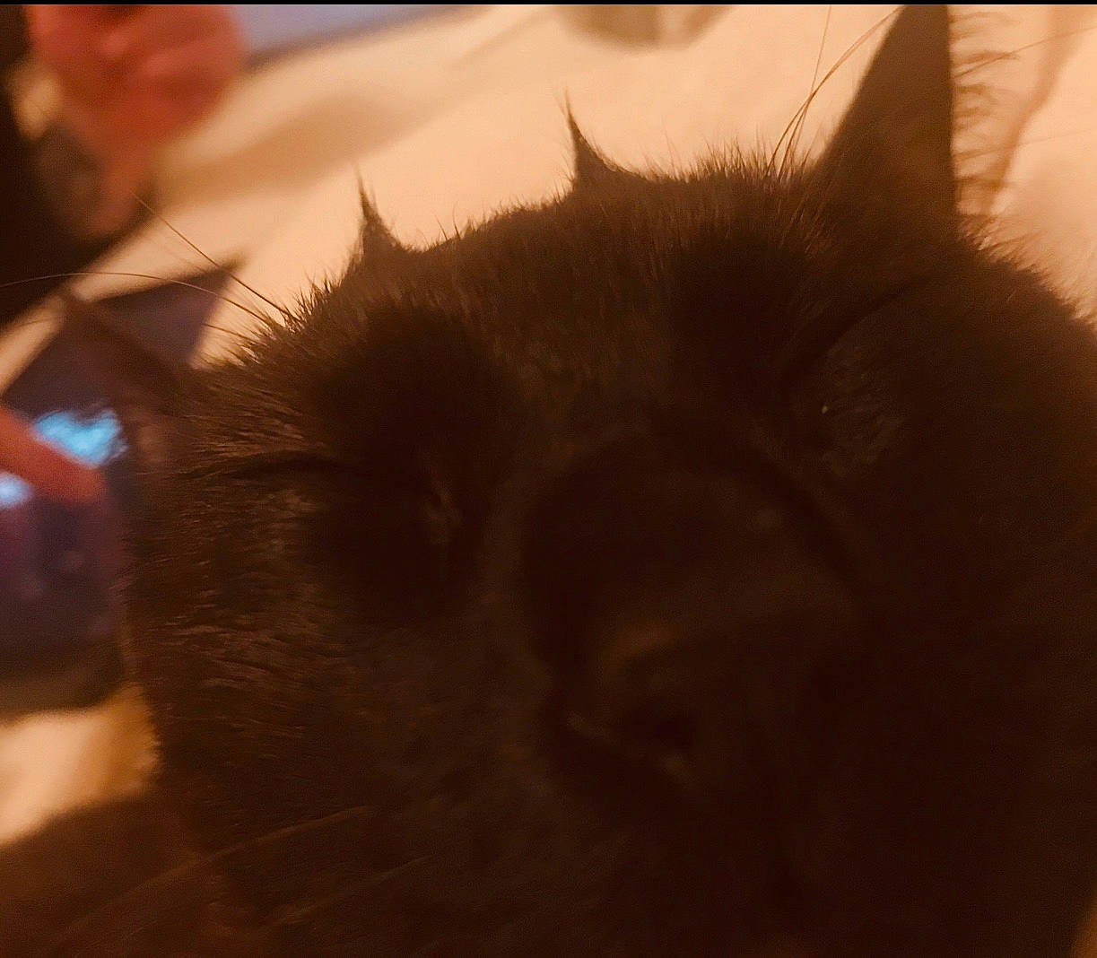 Malho a rejoint le concours — aidez-le/la à gagner de superbes lots ! canidae, carnivore, cat, cloud, dog_breed, ear, fawn, felidae, fur, grass, iris, jaw, paw, sky, small_to_medium_sized_cats, snout, tail, terrestrial_animal, tints_and_shades, whiskers