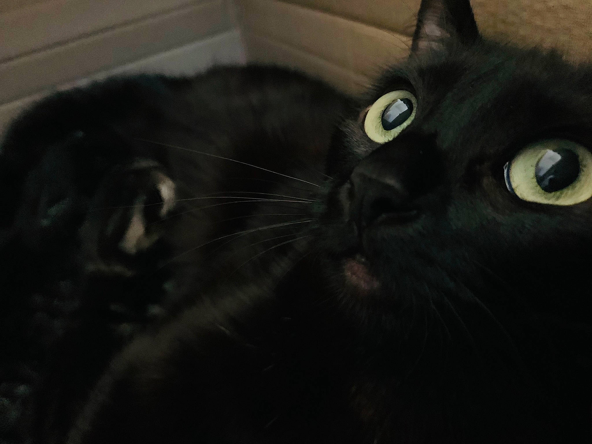 Malho a rejoint le concours — aidez-le/la à gagner de superbes lots ! black_cat, bombay, carnivore, cat, comfort, domestic_short_haired_cat, felidae, fur, grey, iris, small_to_medium_sized_cats, snout, terrestrial_animal, whiskers