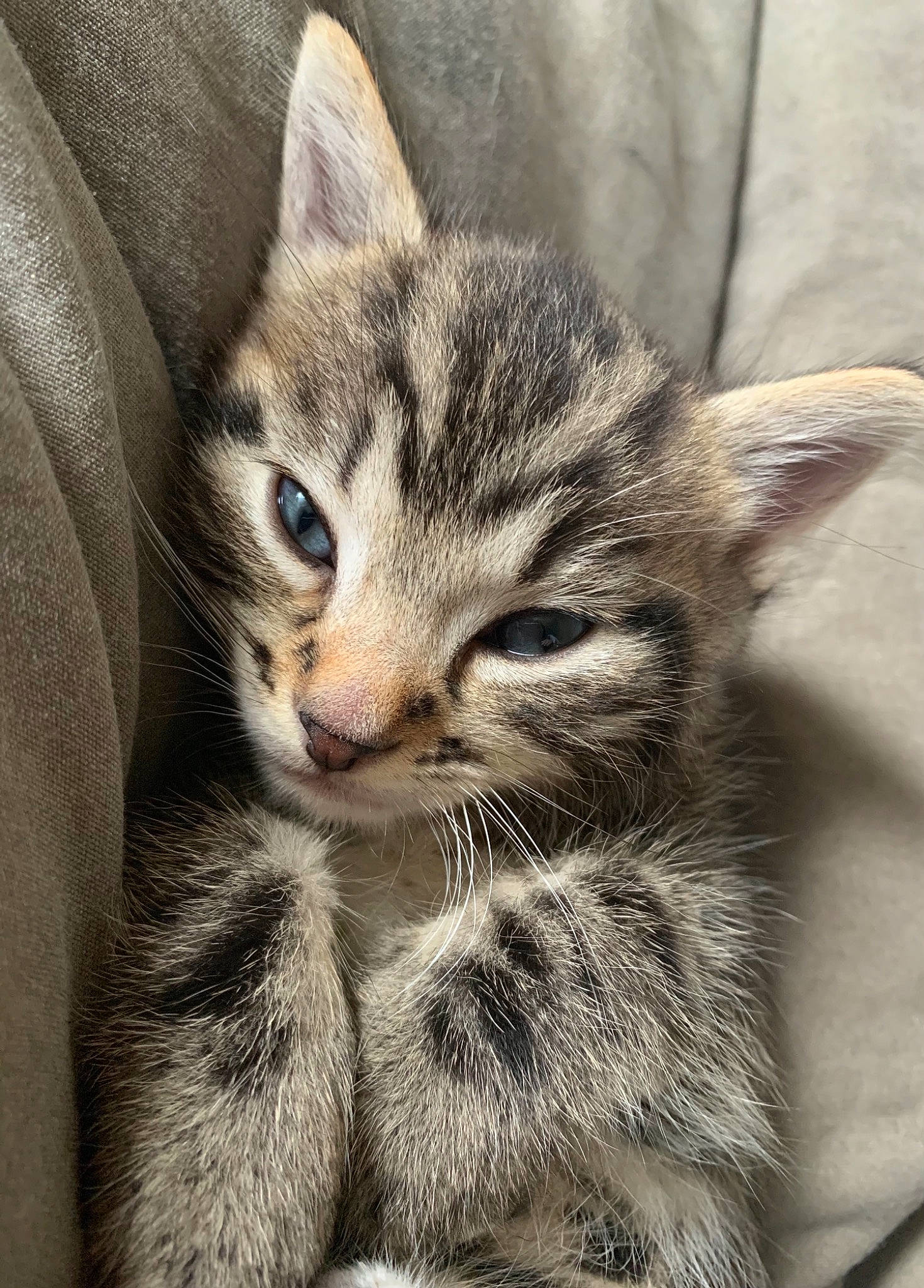 Meyco a rejoint le concours — aidez-le/la à gagner de superbes lots ! carnivore, cat, claw, domestic_short_haired_cat, eye, felidae, fur, paw, sitting, small_to_medium_sized_cats, snout, tail, terrestrial_animal, whiskers, wildlife, window