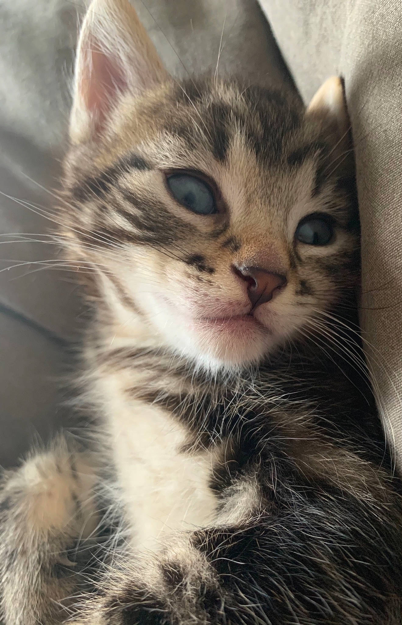 Meyco participe au concours pour gagner de l'argent avec cette photo : carnivore, cat, claw, close_up, domestic_short_haired_cat, ear, eye, felidae, fur, iris, paw, photo_caption, plant, small_to_medium_sized_cats, snout, terrestrial_animal, tree, whiskers, wildlife