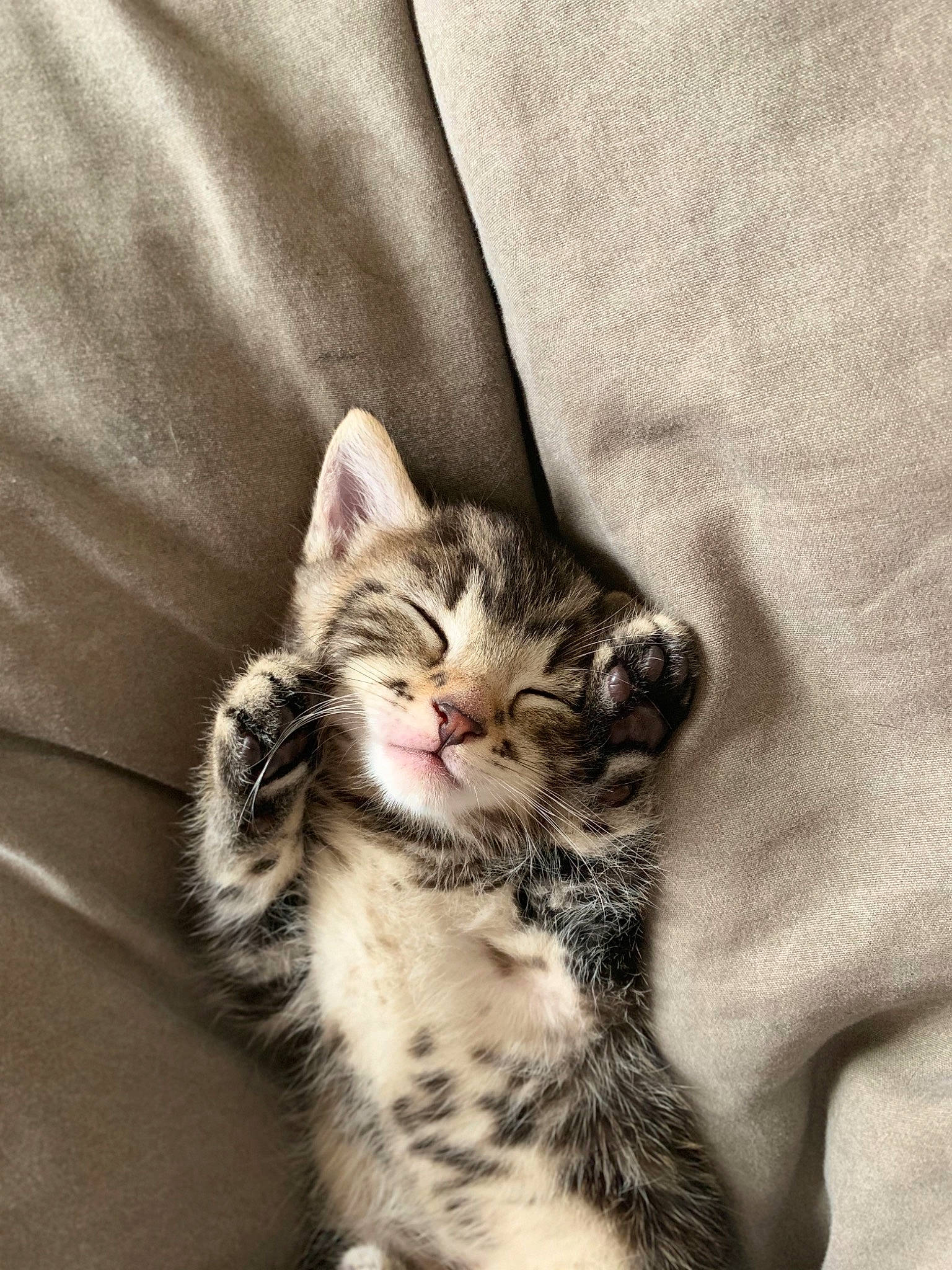 Meyco participe au concours pour gagner de l'argent avec cette photo : carnivore, cat, claw, comfort, domestic_short_haired_cat, felidae, foot, fur, grey, linens, paw, plant, small_to_medium_sized_cats, snout, tail, terrestrial_animal, whiskers