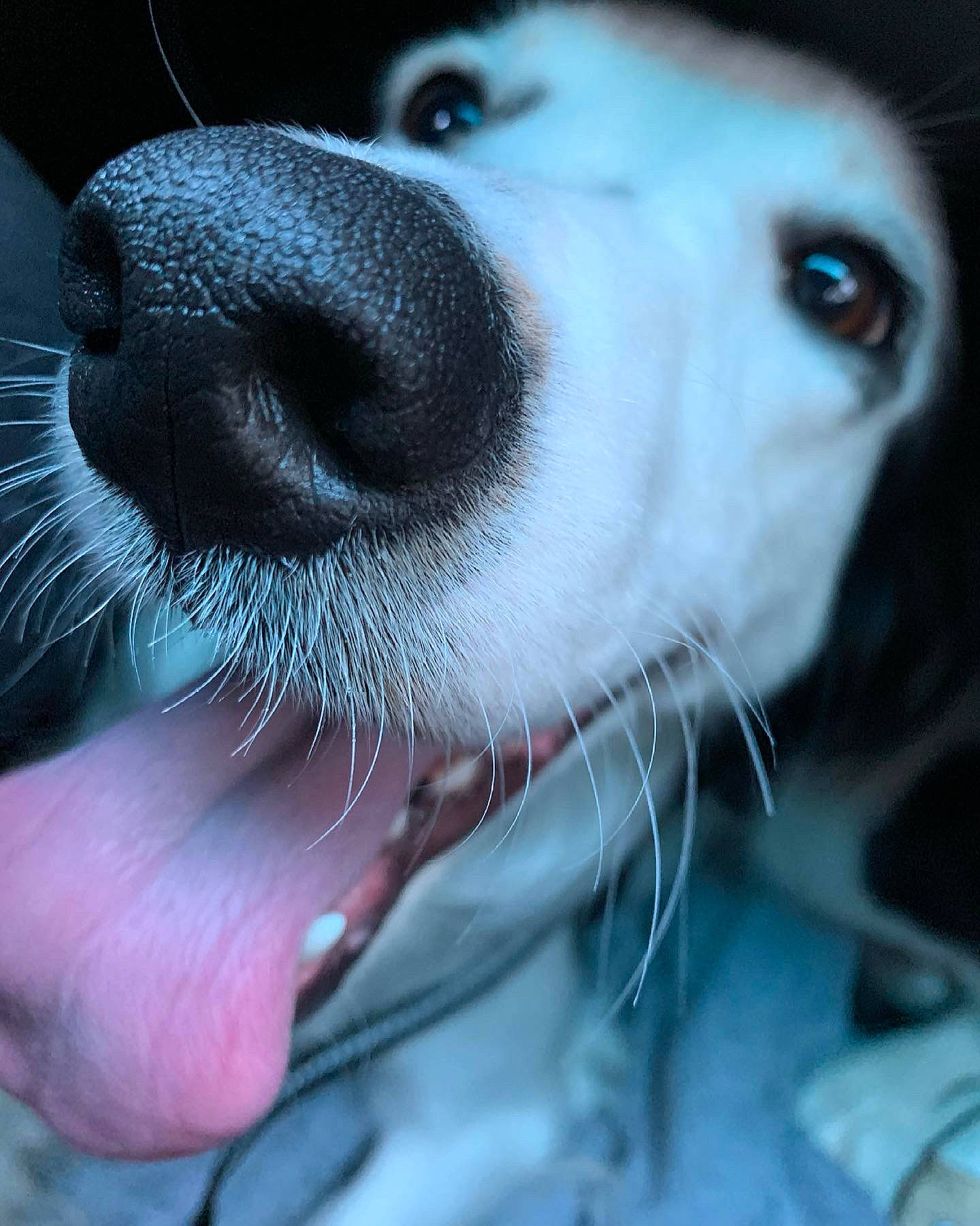 Wylho a rejoint le concours — aidez-le/la à gagner de superbes lots ! canidae, carnivore, close_up, companion_dog, dog, dog_breed, ear, eyelash, fang, fawn, fur, jaw, nose, organ, snout, sporting_group, terrestrial_animal, whiskers, wildlife, working_animal