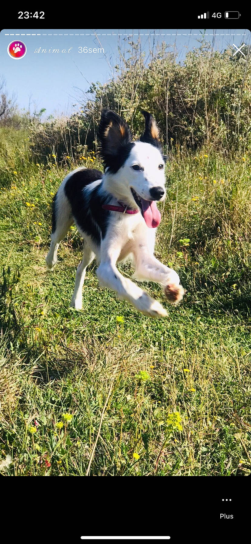 Wylho a rejoint le concours — aidez-le/la à gagner de superbes lots ! adventure, carnivore, companion_dog, dog, dog_breed, grass, grassland, herbaceous_plant, hunting_dog, plant, sky, sporting_group, tail, working_animal, working_dog