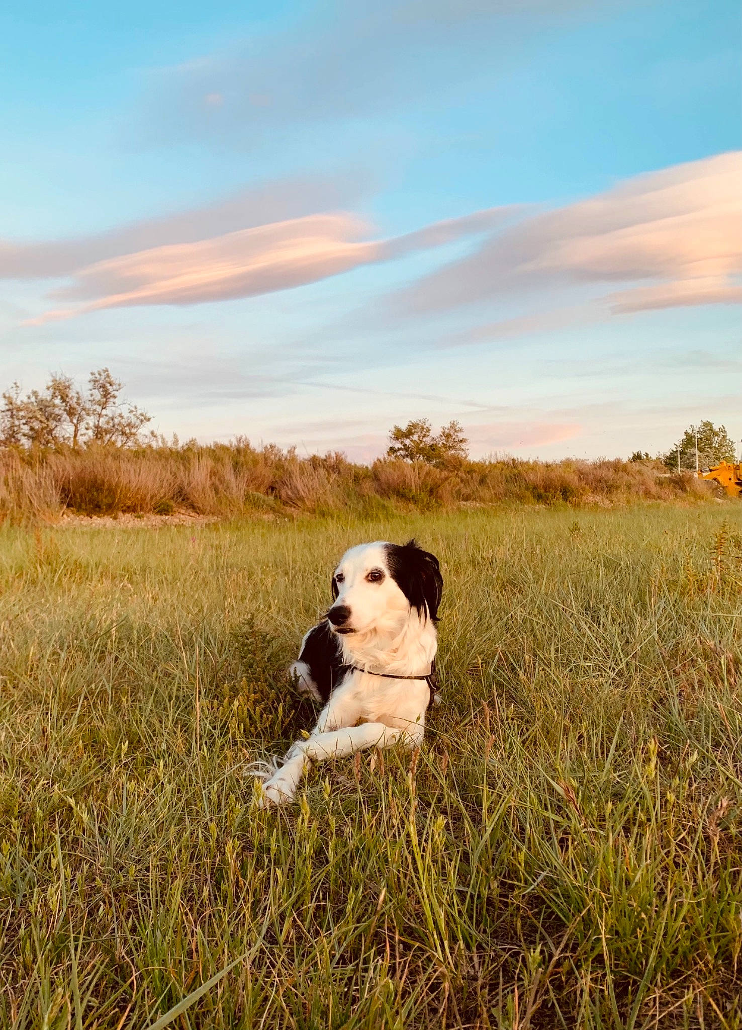 Wylho participe au concours pour gagner de l'argent avec cette photo : ball, carnivore, cloud, companion_dog, dog, dog_breed, fawn, grass, grassland, happy, horizon, landscape, meadow, natural_landscape, people_in_nature, plain, plant, prairie, sky, tree