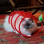 Millie is registered to the contest to win money with this photo: cat, fluffy, toy, red, mesh, carpet, indoor, furniture, curious, pet, feather, playful, animal, resting, domestic, cozy, living_room, patterned, white, gray