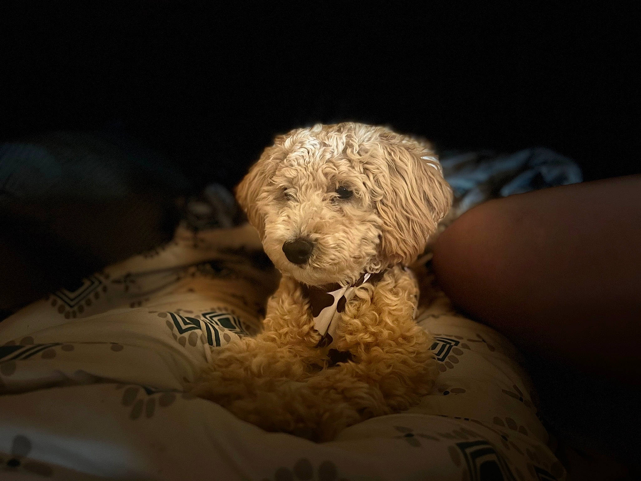 Gigi is registered to the contest to win money with this photo: canidae, carnivore, comfort, companion_dog, darkness, dog, dog_breed, fawn, fur, goldendoodle, linens, snout, sporting_group, terrestrial_animal, terrier, toy, toy_dog, water_dog, whiskers, working_animal