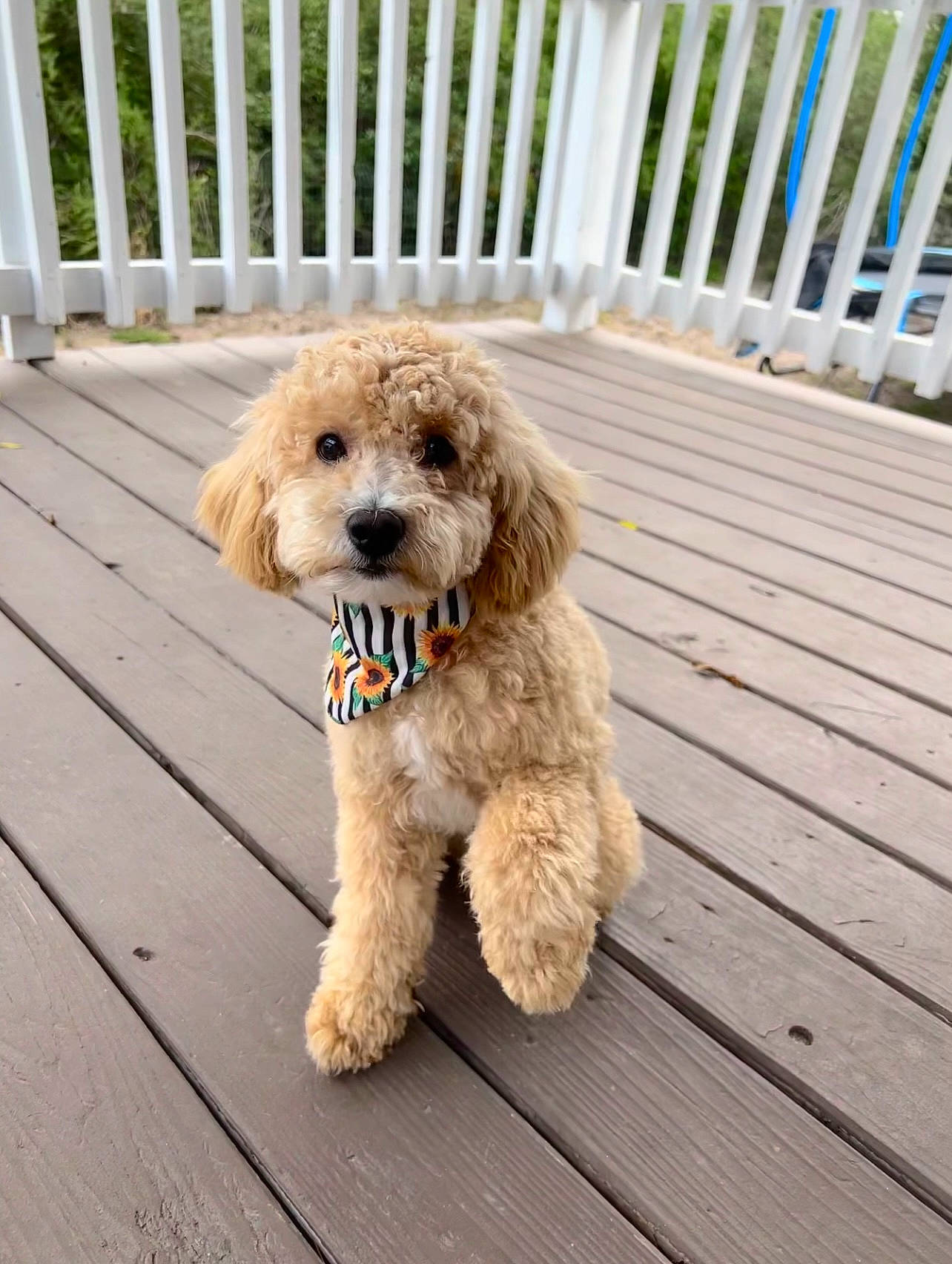 Gigi is registered to the contest to win money with this photo: canidae, carnivore, collar, companion_dog, dog, dog_breed, dog_collar, fawn, fence, fur, hardwood, pet_supply, poodle, snout, tail, terrier, toy_dog, water_dog, wood, working_animal