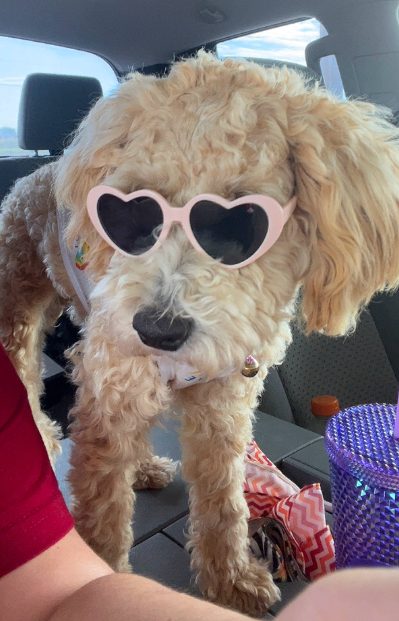 Gigi is registered to the contest to win money with this photo: carnivore, collar, companion_dog, dog, dog_breed, dog_collar, eyewear, fun, fur, glasses, goggles, hat, personal_protective_equipment, poodle, snout, sunglasses, terrier, toy_dog, vision_care, water_dog