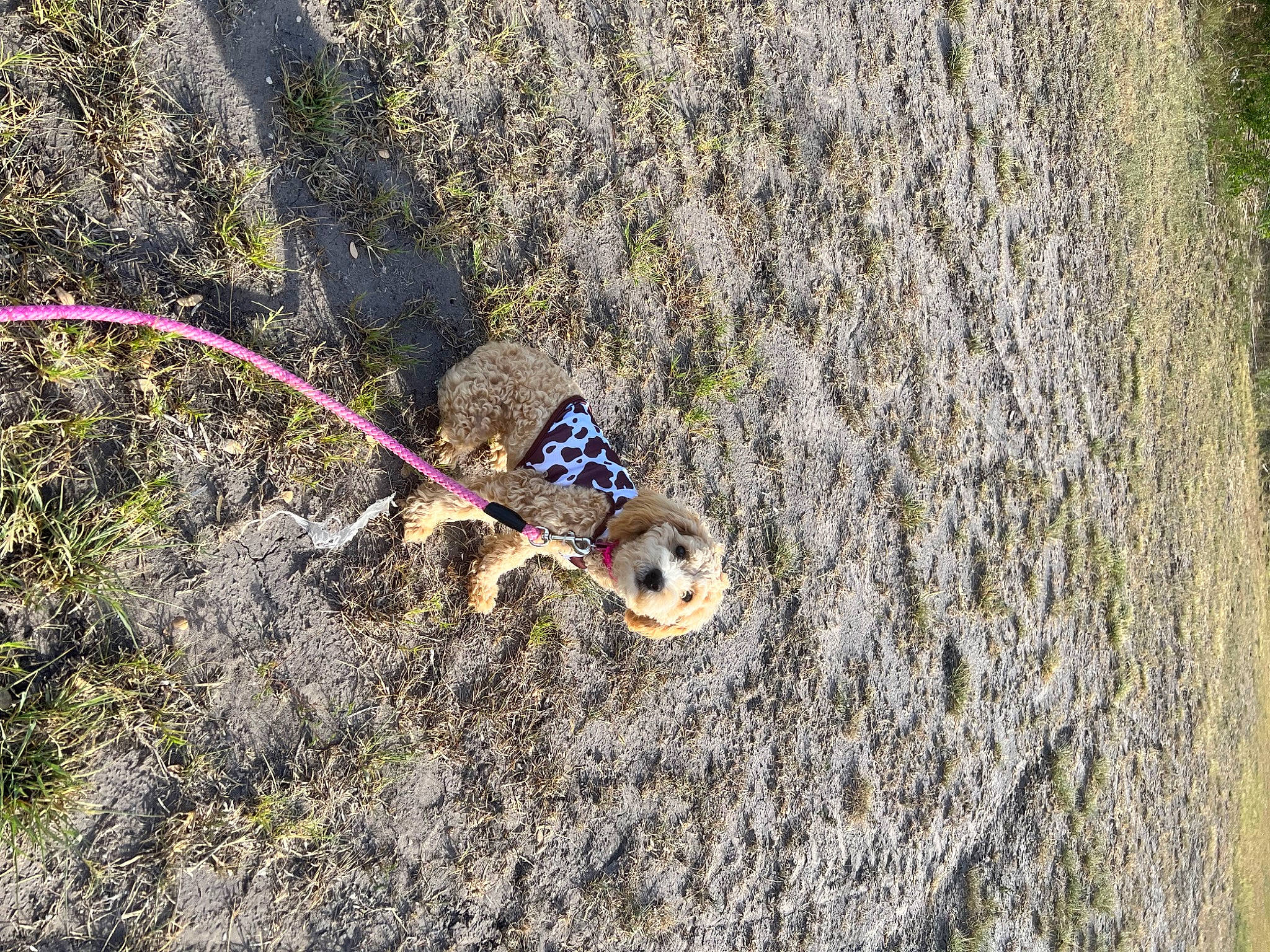 Gigi joined the competition — help win amazing prizes! arachnid, arthropod, circle, dragonfly, electric_blue, grass, insect, invertebrate, landscape, moths_and_butterflies, parasite, pest, plant, slope, soil, spider, terrestrial_animal, terrestrial_plant, trunk, wildlife