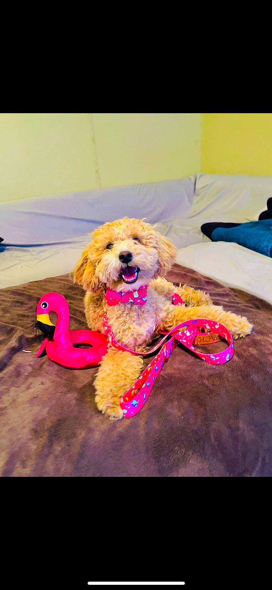Gigi is registered to the contest to win money with this photo: canidae, carnivore, companion_dog, dog, dog_breed, dog_supply, fawn, fun, glasses, happy, magenta, pink, poodle, sporting_group, stuffed_toy, sunglasses, terrier, toy, toy_dog, water_dog