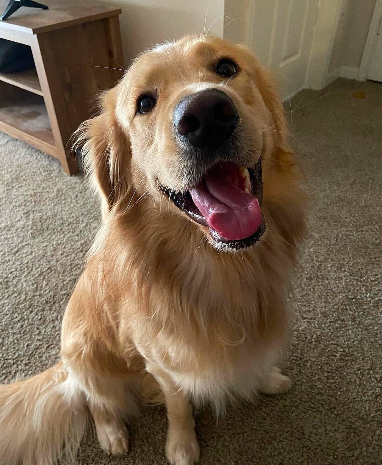 Cooper joined the competition — help win amazing prizes! ball, canidae, carnivore, companion_dog, dog, dog_breed, fang, fawn, flooring, fur, golden_retriever, gun_dog, happy, hardwood, retriever, shout, snout, whiskers, wood, working_animal