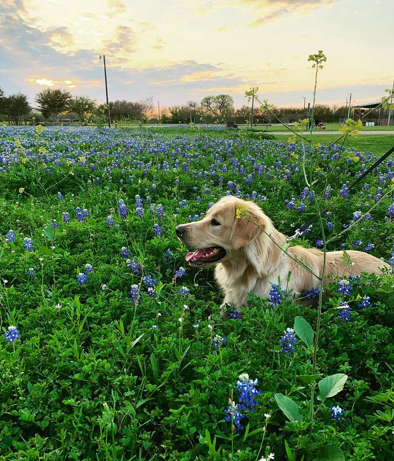 Cooper is registered to the contest to win money with this photo: agriculture, carnivore, cloud, dog, dog_breed, fawn, field, flower, grass, grassland, groundcover, herbaceous_plant, landscape, meadow, natural_landscape, people_in_nature, plant, prairie, sky, tree