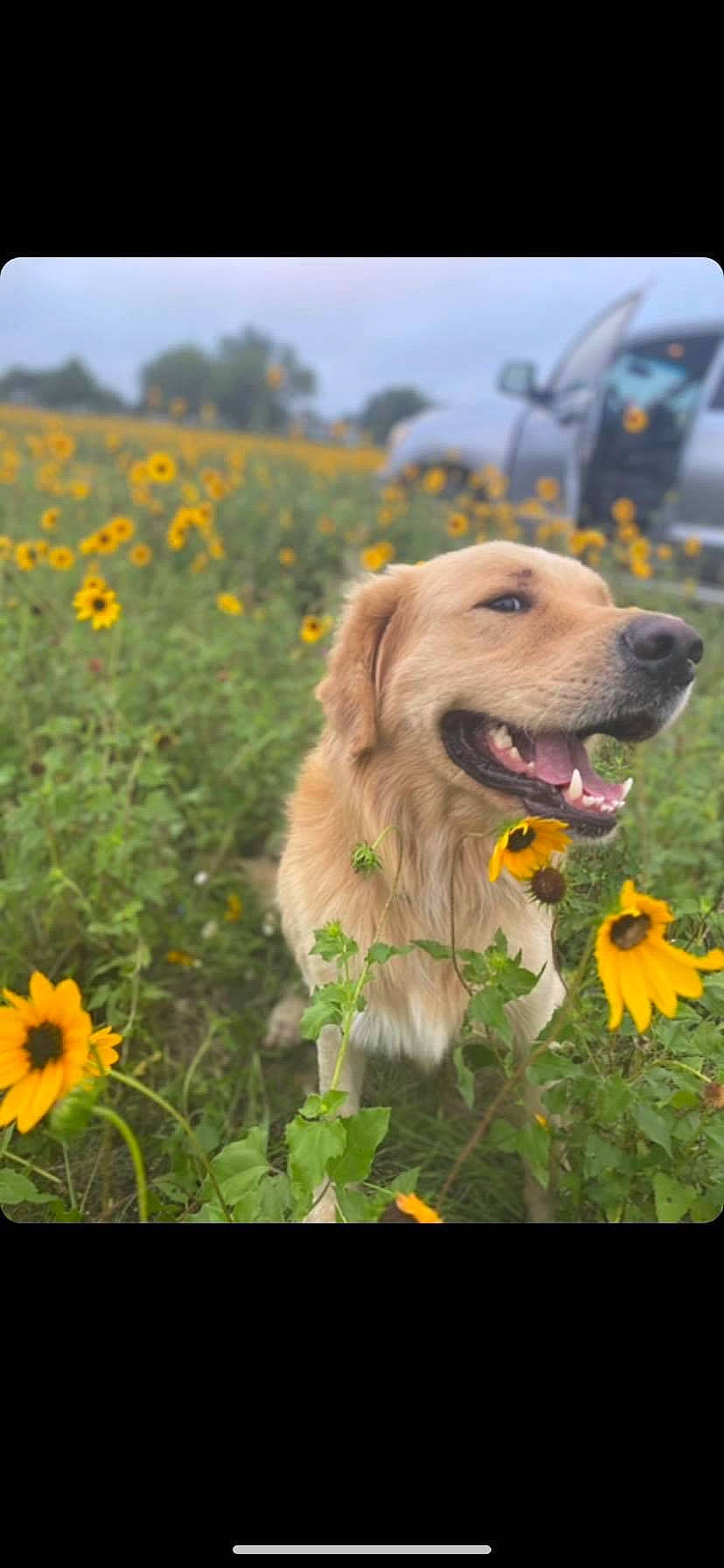 Cooper is registered to the contest to win money with this photo: carnivore, companion_dog, dog, dog_breed, fawn, flower, flowering_plant, grass, grassland, happy, herbaceous_plant, landscape, meadow, morning, petal, plant, sky, snout, summer, working_animal