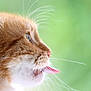 animal, cat, close_up, curious, cute, domestic_cat, feline, fur, green_background, mammal, nature, orange_tabby, pet, playful, portrait, profile, side_view, soft_focus, tongue_out, whiskers