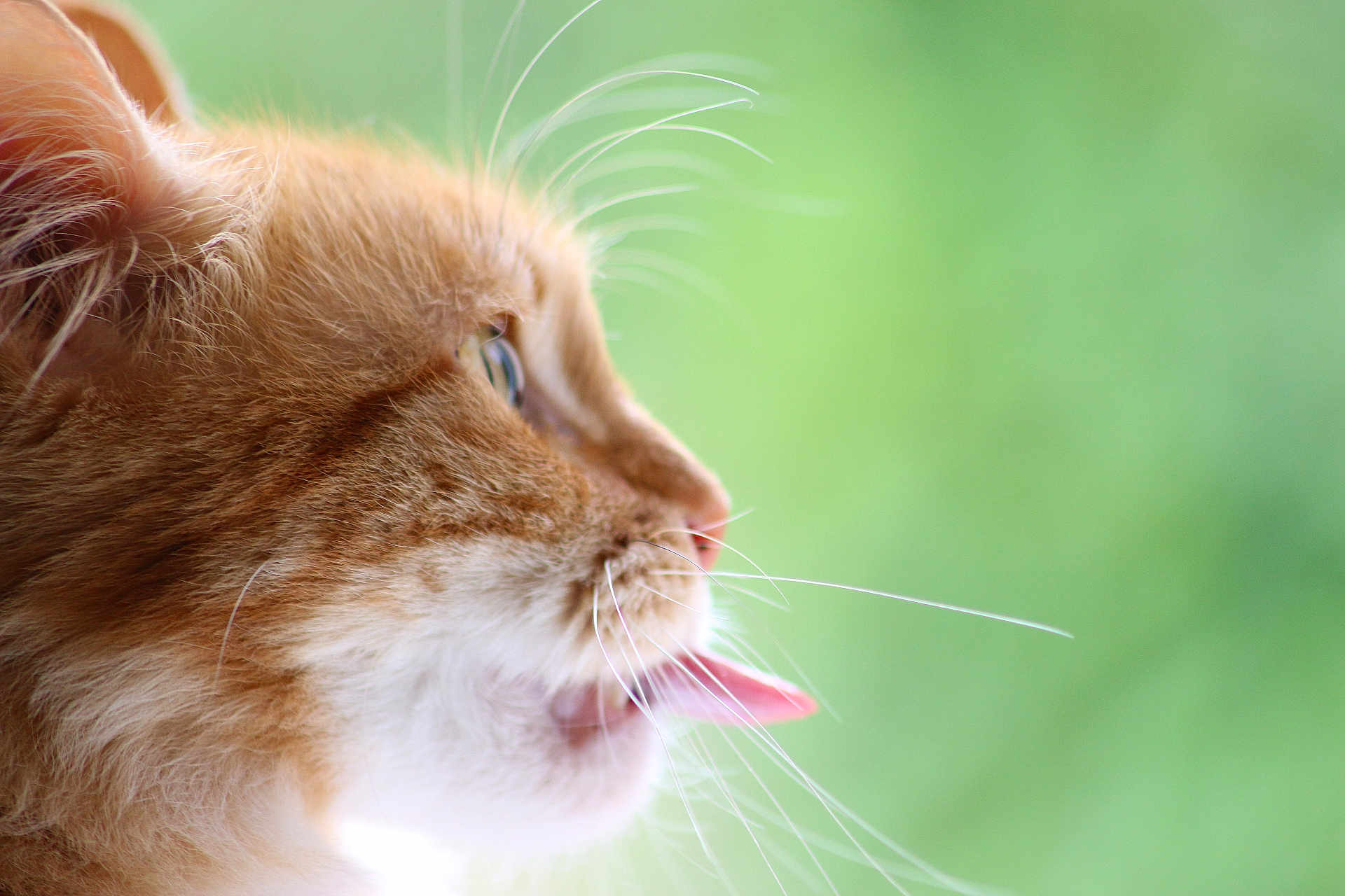 Xxx participe au concours pour gagner de l'argent avec cette photo : animal, cat, close_up, curious, cute, domestic_cat, feline, fur, green_background, mammal, nature, orange_tabby, pet, playful, portrait, profile, side_view, soft_focus, tongue_out, whiskers