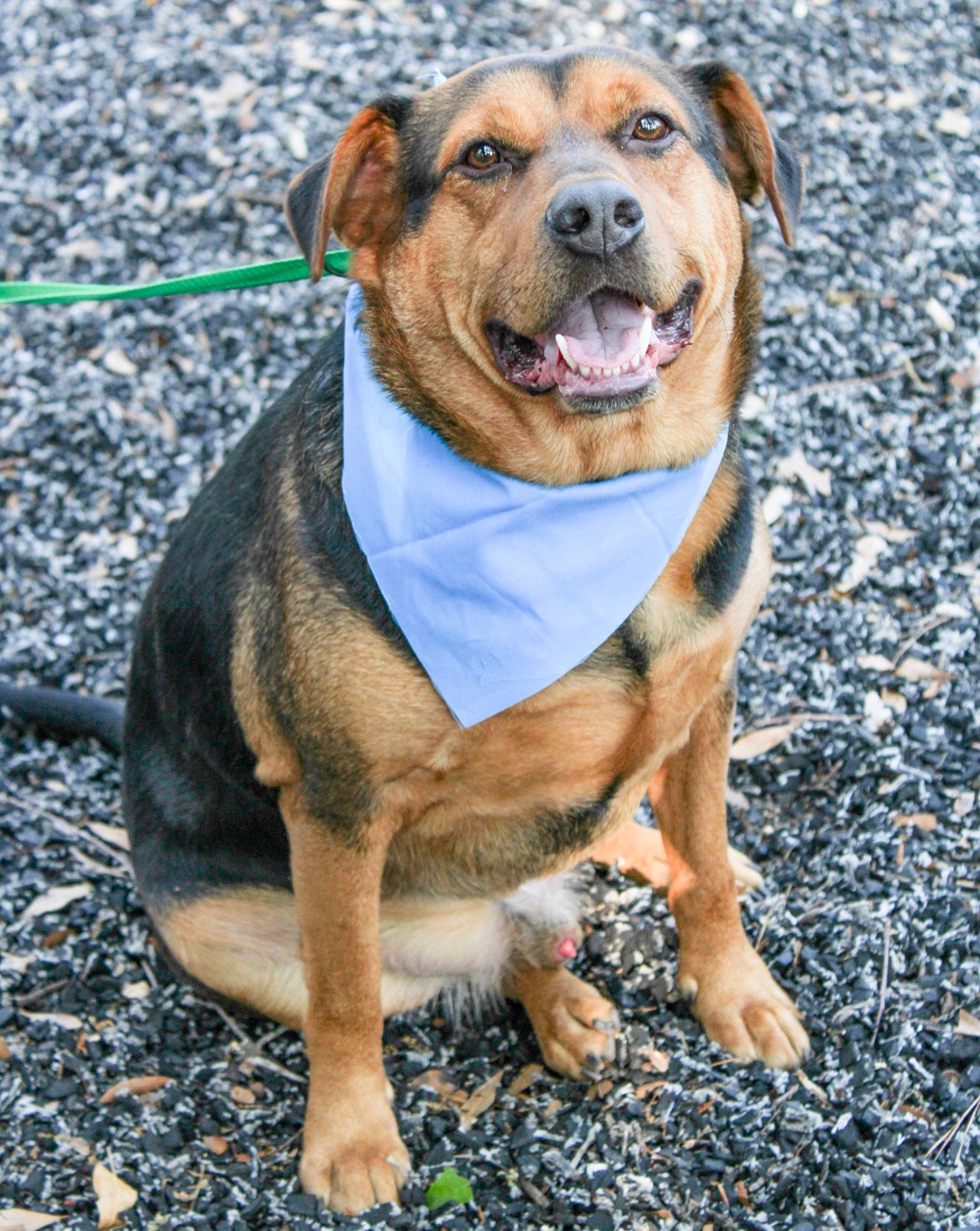 Luke joined the competition — help win amazing prizes! ancient_dog_breeds, canidae, carnivore, collar, companion_dog, dog, dog_breed, dog_clothes, dog_collar, dog_supply, fawn, guard_dog, hound, leash, snout, sporting_group, whiskers, working_animal, working_dog, wrinkle