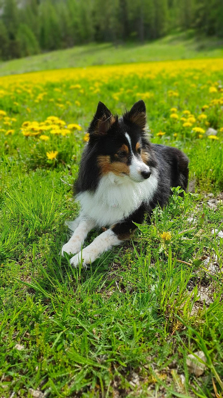 Nicky a rejoint le concours — aidez-le/la à gagner de superbes lots ! canidae, carnivore, collie, companion_dog, dog, dog_breed, flower, grass, grassland, groundcover, herbaceous_plant, herding_dog, natural_landscape, plant, rough_collie, scotch_collie, shetland_sheepdog, sporting_group, tail, terrestrial_animal