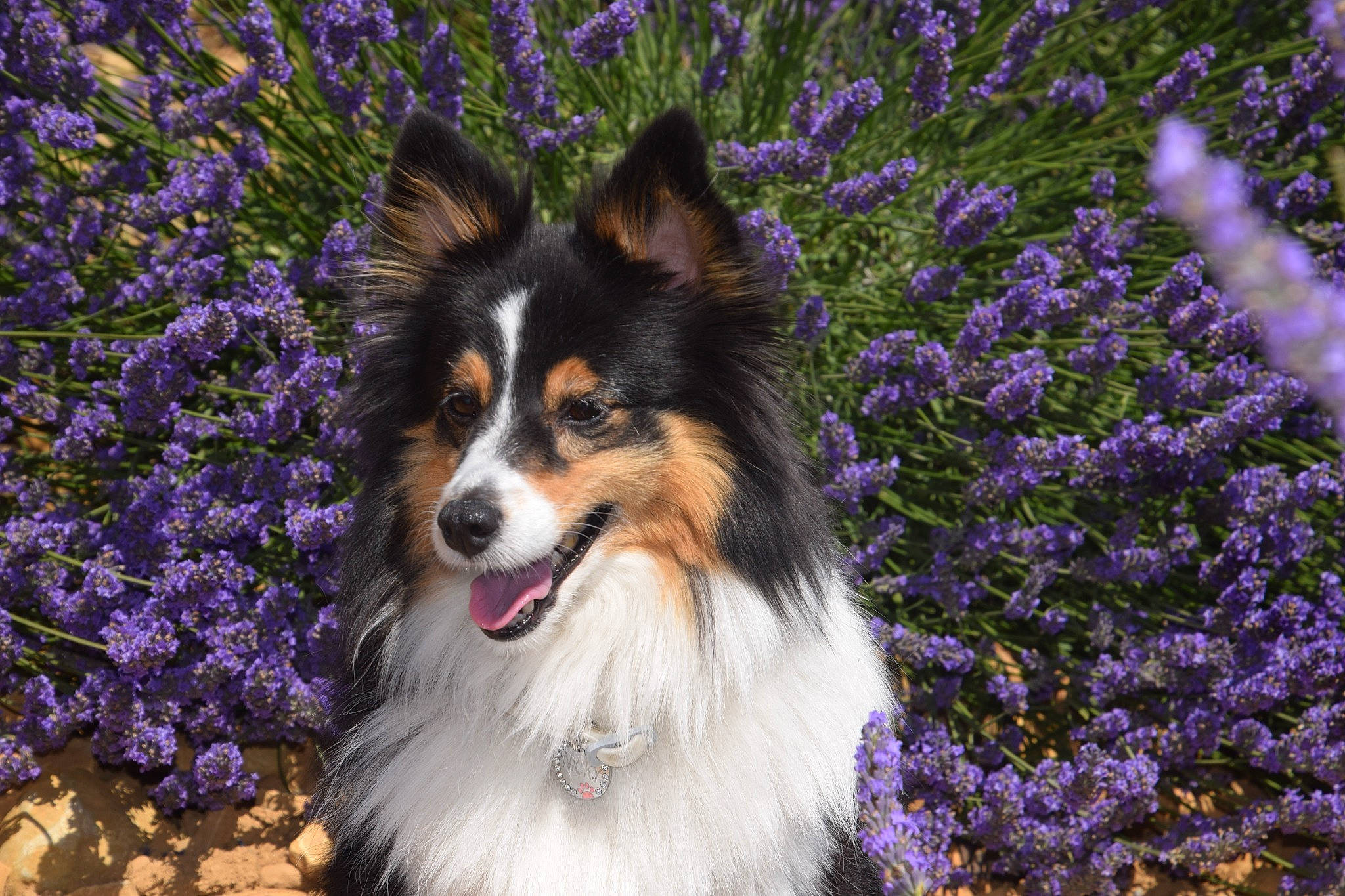 Nicky a rejoint le concours — aidez-le/la à gagner de superbes lots ! annual_plant, blue, border_collie, carnivore, collie, companion_dog, dog, dog_breed, electric_blue, flower, fur, grass, herbaceous_plant, herding_dog, plant, purple, sporting_group, toy_dog, whiskers, working_dog