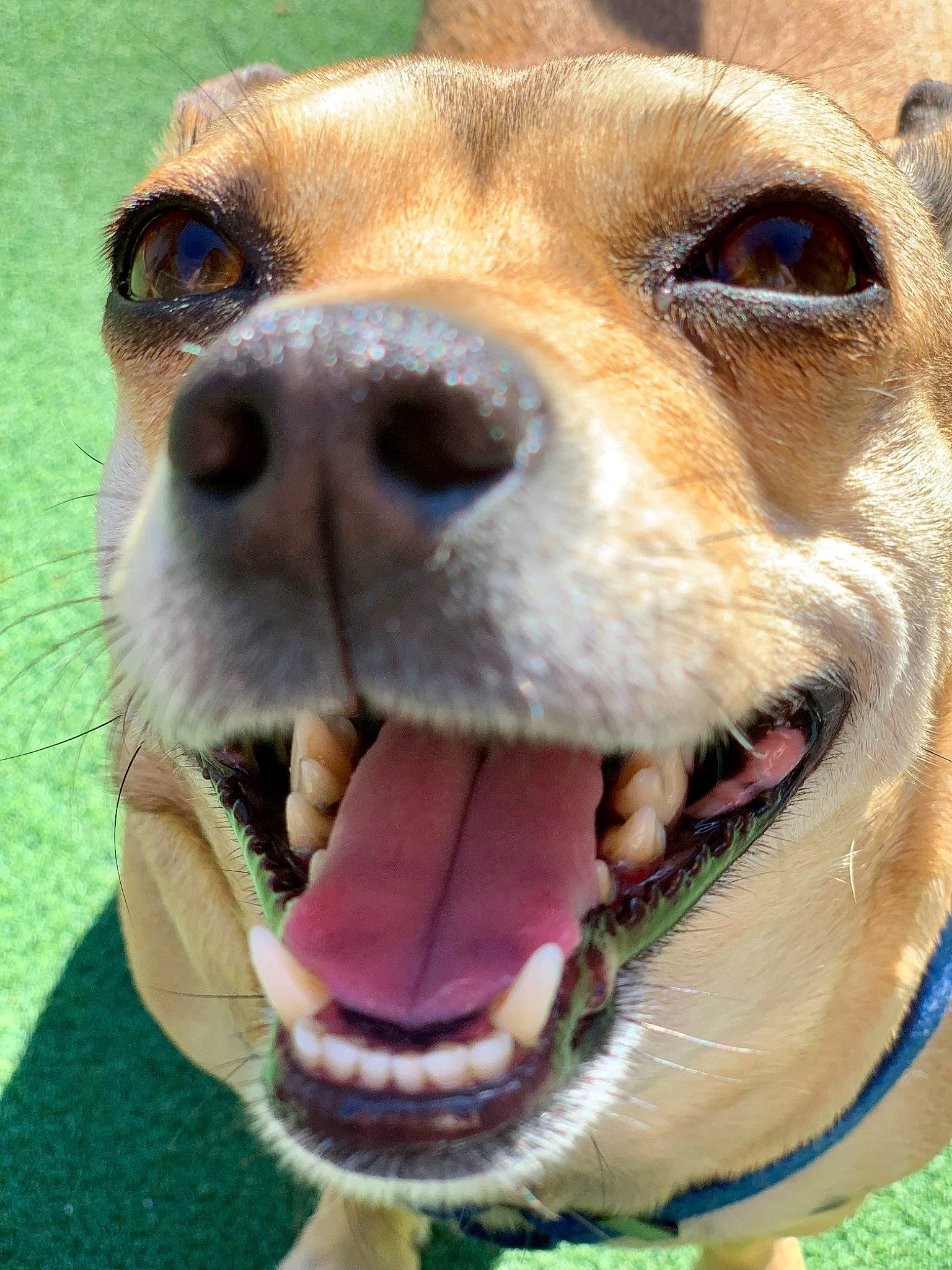 Gabbie joined the competition — help win amazing prizes! ancient_dog_breeds, canidae, carnivore, close_up, companion_dog, dog, dog_breed, jaw, mammal, mouth, nose, snout, sporting_group, tongue, vertebrate, whiskers