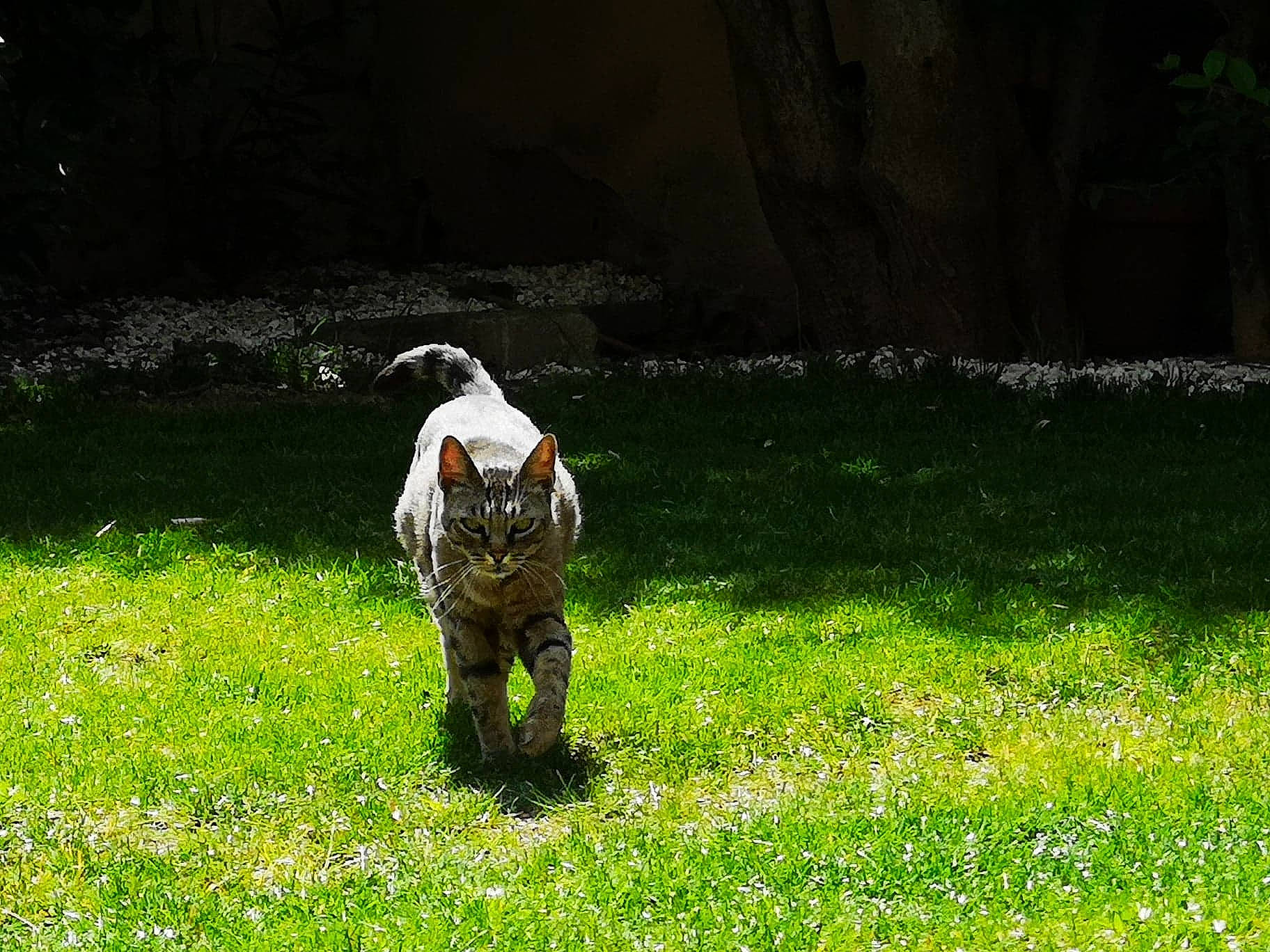 Mimine a rejoint le concours — aidez-le/la à gagner de superbes lots ! canidae, carnivore, cat, felidae, grass, lawn, meadow, pasture, plant, small_to_medium_sized_cats, sporting_group, tail, wildlife