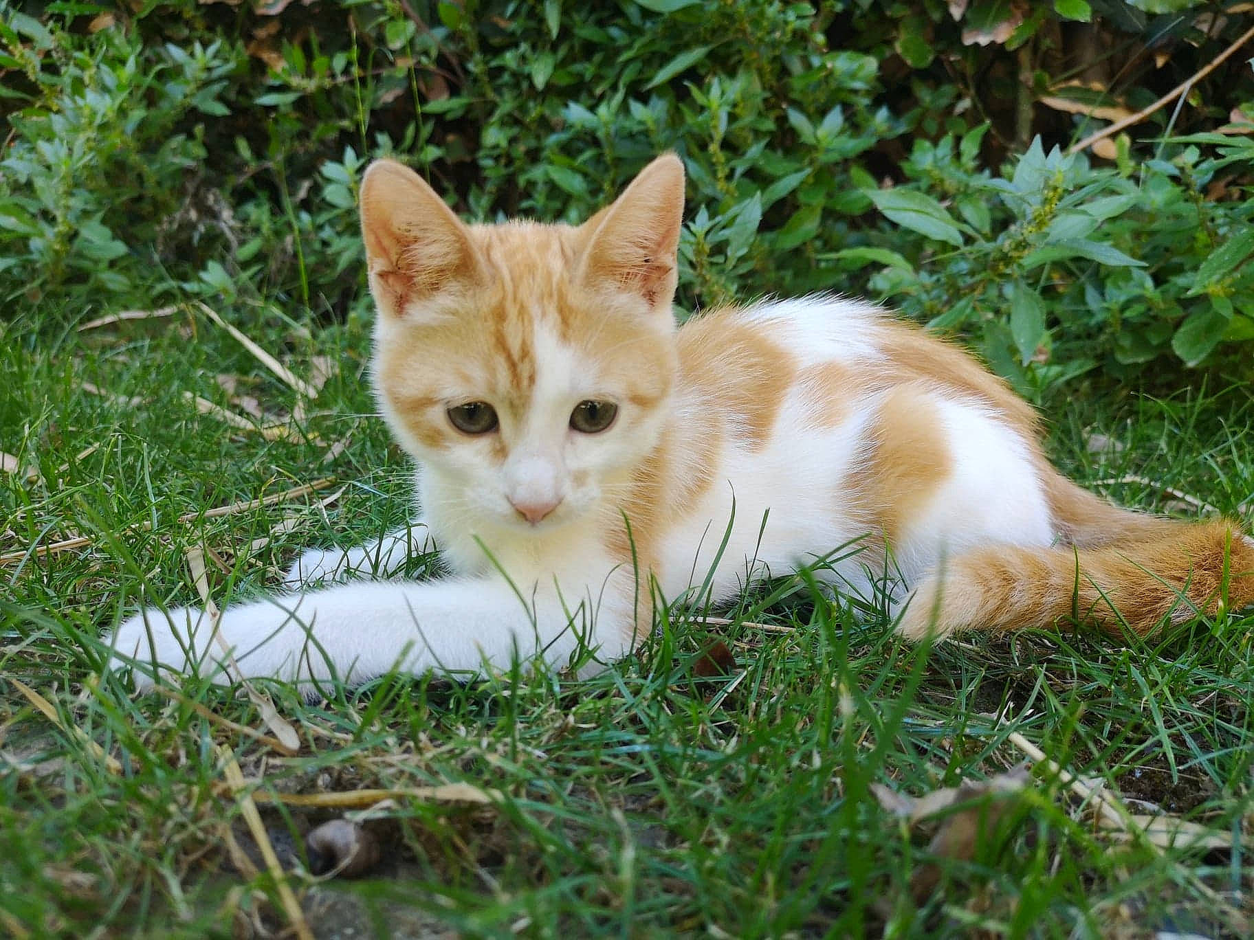 Fiona a rejoint le concours — aidez-le/la à gagner de superbes lots ! aegean_cat, arabian_mau, carnivore, cat, domestic_short_haired_cat, european_shorthair, fawn, felidae, german_rex, grass, kitten, mammal, plant, small_to_medium_sized_cats, tabby_cat, turkish_angora, whiskers, wild_cat, wildlife