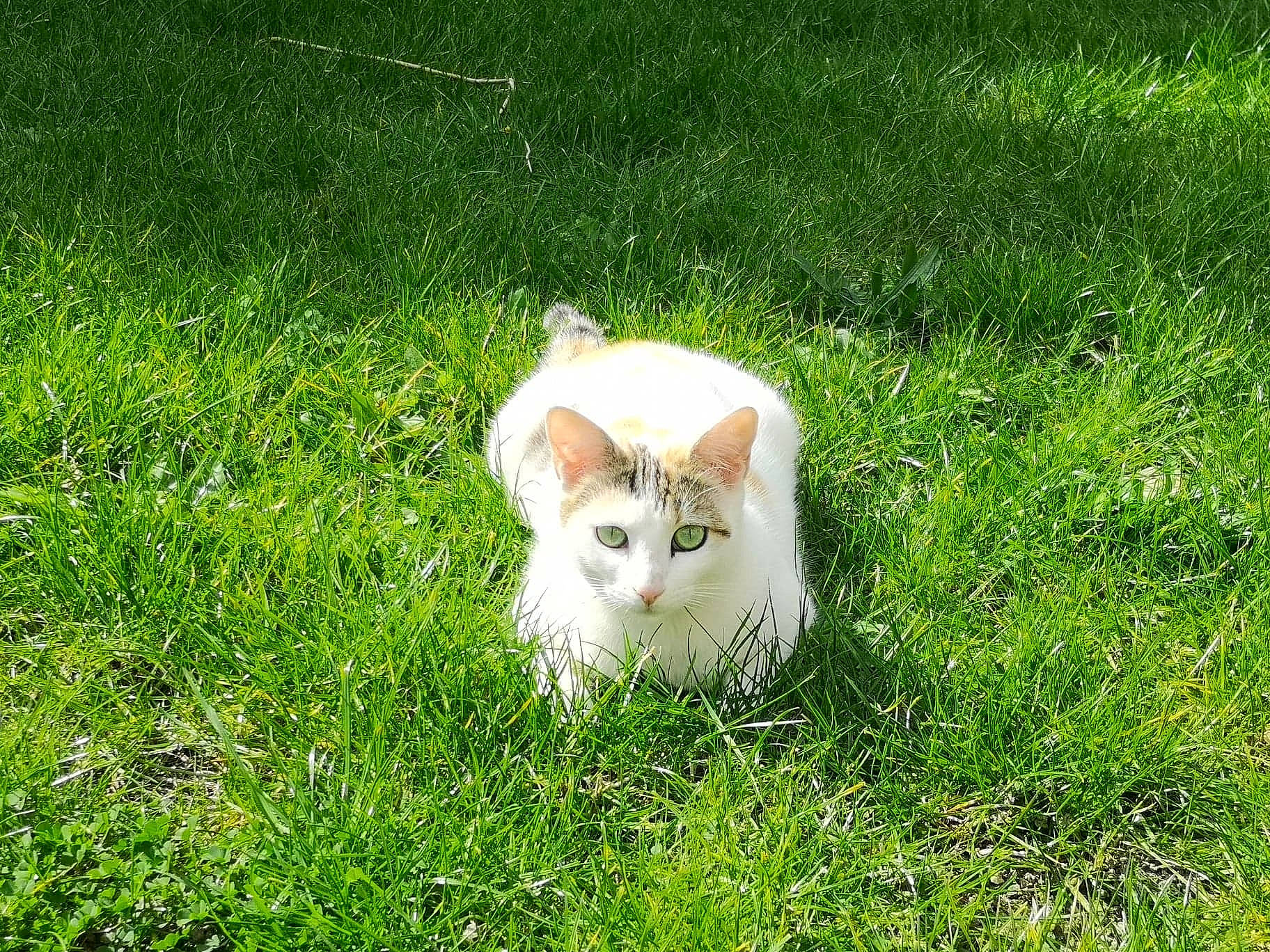 Cleo participe au concours pour gagner de l'argent avec cette photo : carnivore, cat, domestic_short_haired_cat, felidae, fodder, grass, grass_family, grassland, kitten, lawn, meadow, pasture, plant, small_to_medium_sized_cats, tail, turkish_angora, turkish_van, whiskers, wildlife
