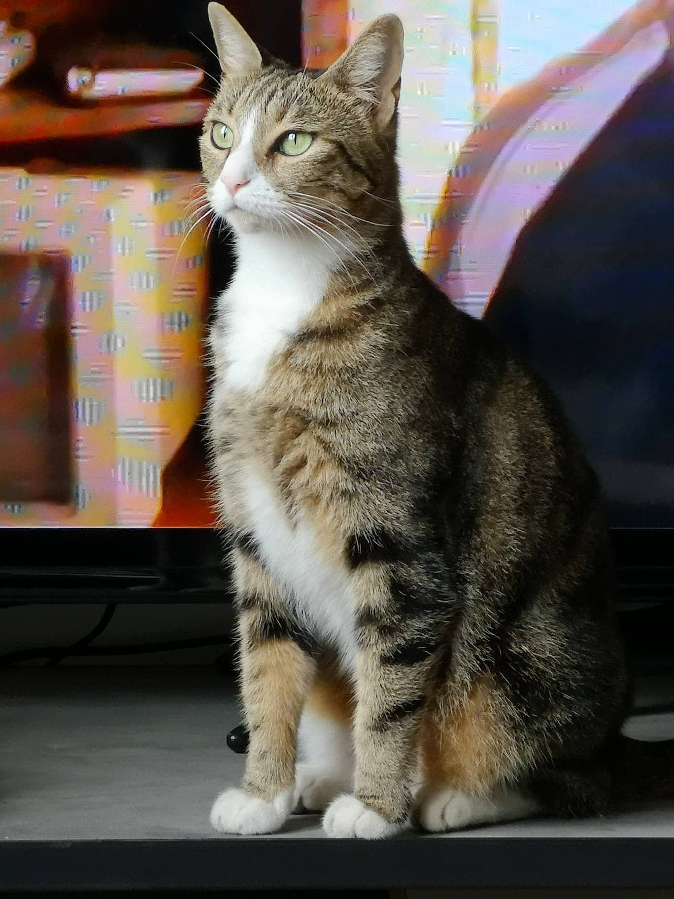 Eboshi a rejoint le concours — aidez-le/la à gagner de superbes lots ! aegean_cat, american_shorthair, american_wirehair, asian, carnivore, cat, domestic_short_haired_cat, dragon_li, european_shorthair, felidae, kitten, mammal, polydactyl_cat, small_to_medium_sized_cats, snout, sokoke, tabby_cat, vertebrate, whiskers, window