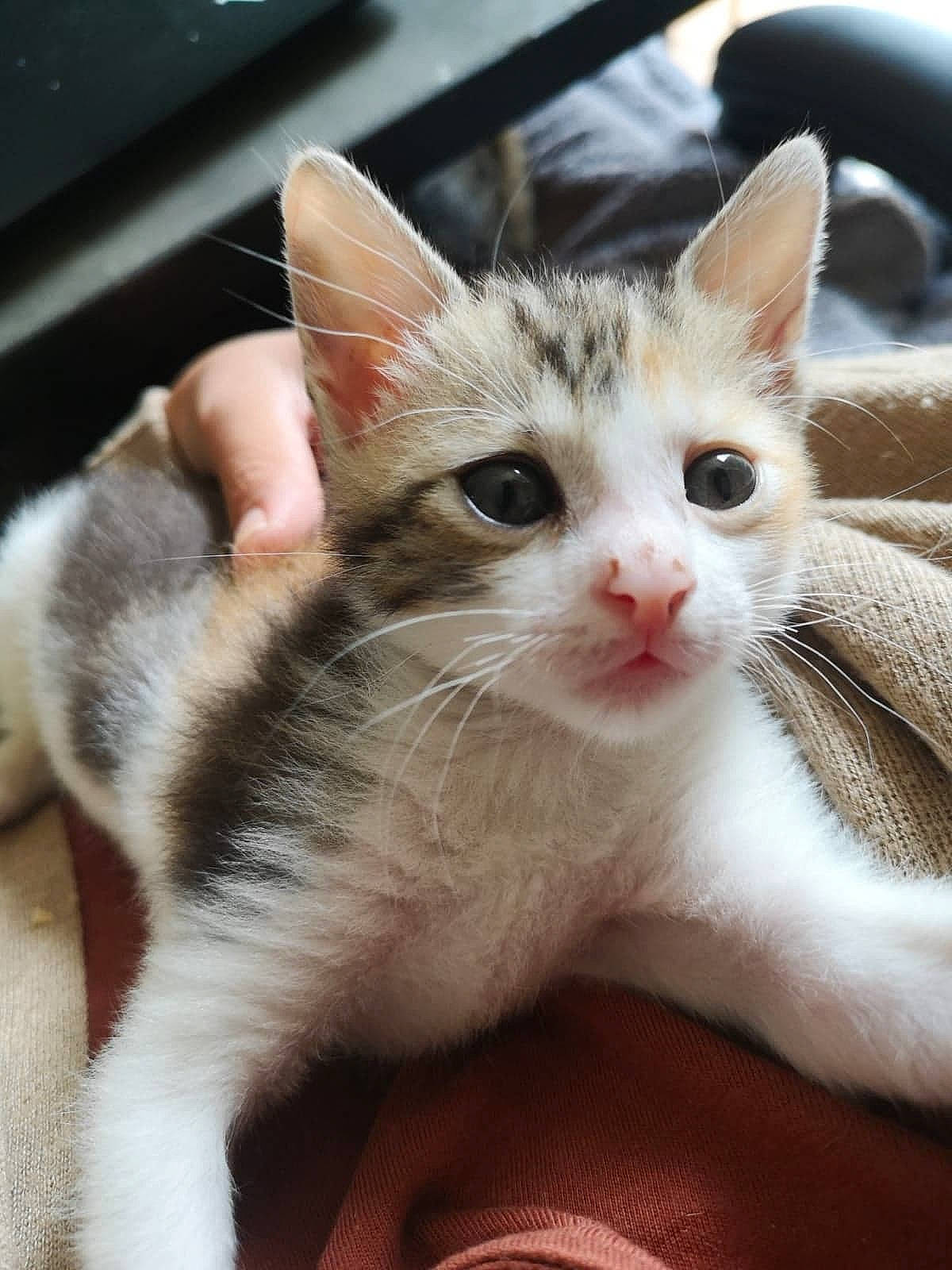 Choupi participe au concours pour gagner de l'argent avec cette photo : aegean_cat, american_wirehair, asian, carnivore, cat, domestic_short_haired_cat, ear, european_shorthair, eye, fawn, felidae, fur, kitten, leg, mammal, polydactyl_cat, small_to_medium_sized_cats, tabby_cat, turkish_van, whiskers