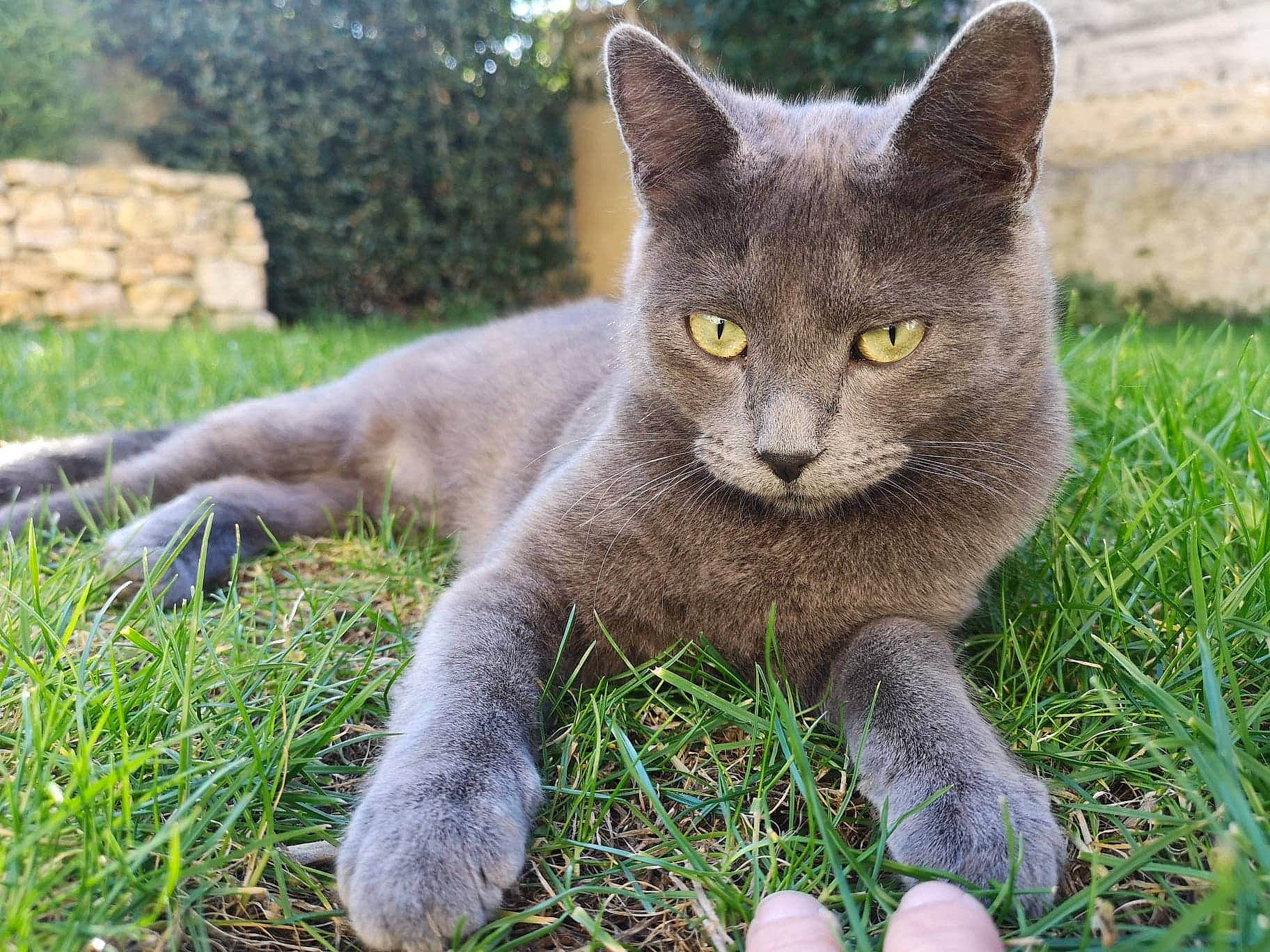 Mysti participe au concours pour gagner de l'argent avec cette photo : british_shorthair, burmese, carnivore, cat, chartreux, domestic_short_haired_cat, fawn, felidae, grass, korat, mammal, nebelung, plant, russian_blue, small_to_medium_sized_cats, snout, vertebrate, whiskers, wildlife