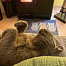 cat, sleeping, indoor, heater, mat, cartoon_cats, cozy, paws, fur, relaxing, warm_light, floor, tile, cushion, resting, pet, animal, home, quiet, comfortable