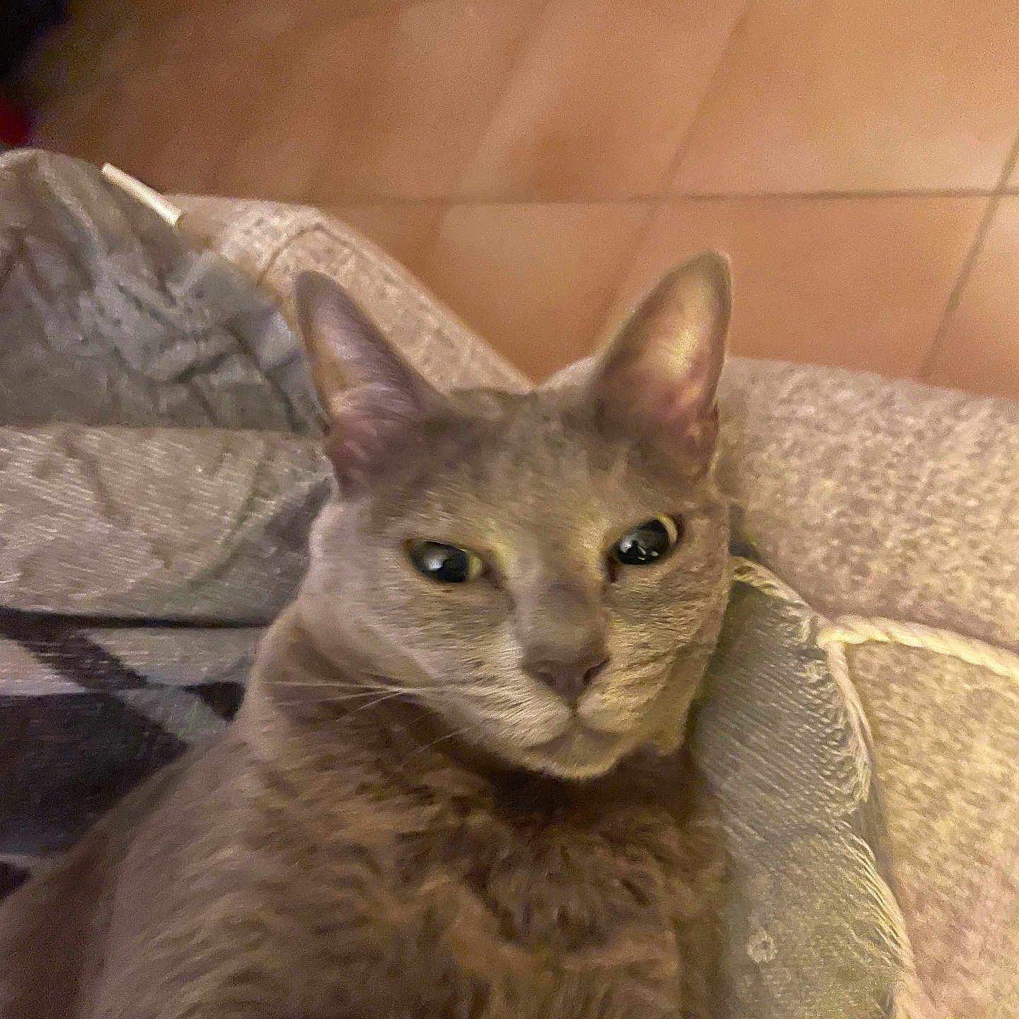 Thémis participe au concours pour gagner de l'argent avec cette photo : cat, gray_cat, pet, feline, animal, close_up, indoor, blanket, cozy, fur, ears, eyes, floor, tile_floor, resting, looking, cute, whiskers, relaxed, domestic_animal