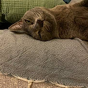 Thémis a rejoint le concours — aidez-le/la à gagner de superbes lots ! cat, gray_cat, pet, animal, feline, resting, lying_down, cushion, pillow, indoor, cozy, relaxed, fur, whiskers, ears, closeup, domestic_cat, sleepy, home, soft