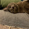cat, gray_cat, pet, animal, feline, resting, lying_down, cushion, pillow, indoor, cozy, relaxed, fur, whiskers, ears, closeup, domestic_cat, sleepy, home, soft