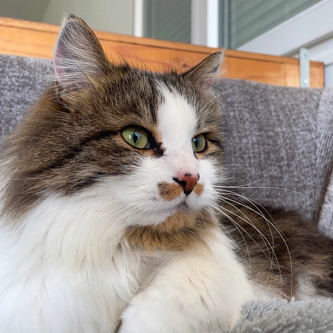 Atchi participe au concours pour gagner de l'argent avec cette photo : blanket, brown_fur, cat, close_up, couch, cozy, feline, fluffy, green_eyes, home, indoor, paws, pet, portrait, relaxed, resting, tabby, whiskers, white_fur, window