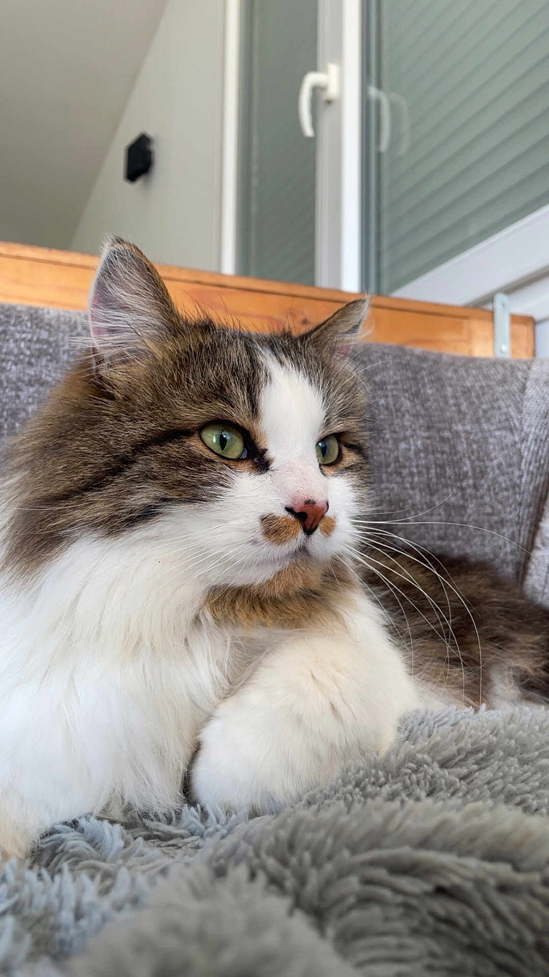 Atchi participe au concours pour gagner de l'argent avec cette photo : cat, fluffy, green_eyes, white_fur, brown_fur, tabby, pet, indoor, blanket, cozy, relaxed, portrait, feline, whiskers, paws, resting, couch, window, home, close_up