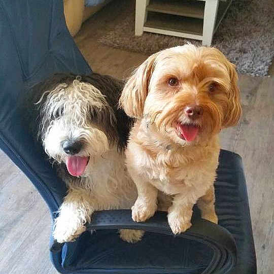 Oggy Et Dicky