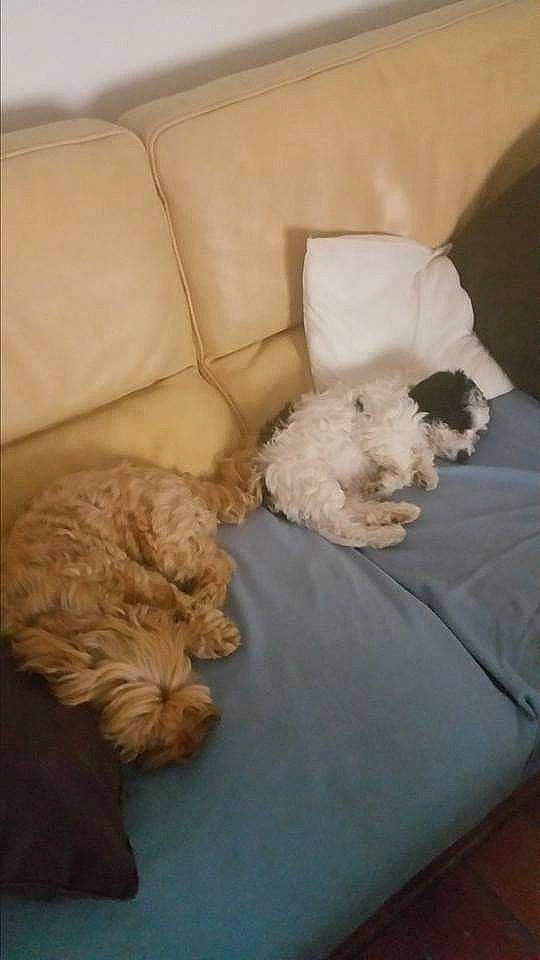 Oggy a rejoint le concours — aidez-le/la à gagner de superbes lots ! canidae, carnivore, comfort, companion_dog, couch, dog, dog_breed, dog_supply, duvet, fawn, fur, labradoodle, mammal, non_sporting_group, pet_supply, pillow, sporting_group, throw_pillow, toy_dog, working_animal